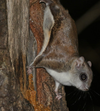 NJKeepItGreen's tweet image. Look up in the sky! It’s a bird 🐦It's a plane ✈️ It’s a…flying squirrel? New Jersey is home to two different species of these high-flying critters: the northern flying squirrel and the southern flying squirrel. Both are common but are rarely seen since they are nocturnal.