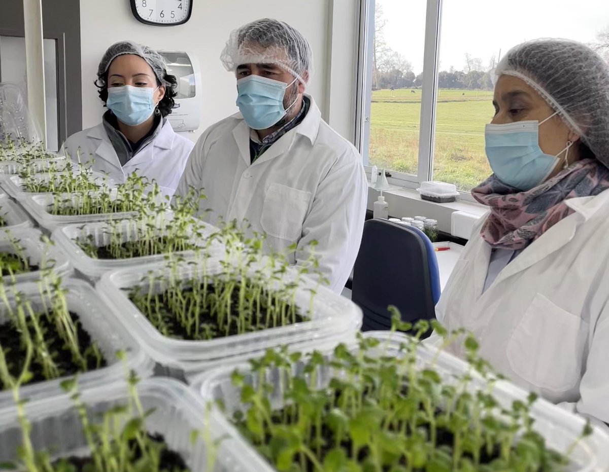 inia_remehue's tweet image. La Directora Nacional de @iniachile visitó hoy INIA La Pampa para anunciar que este año en este centro de producción de semillas se van a plantar 25 ha de papa y 150 ha de cereales, que junto al núcleo genético Angus, son importantes aportes a la Seguridad y Soberanía Alimentaria