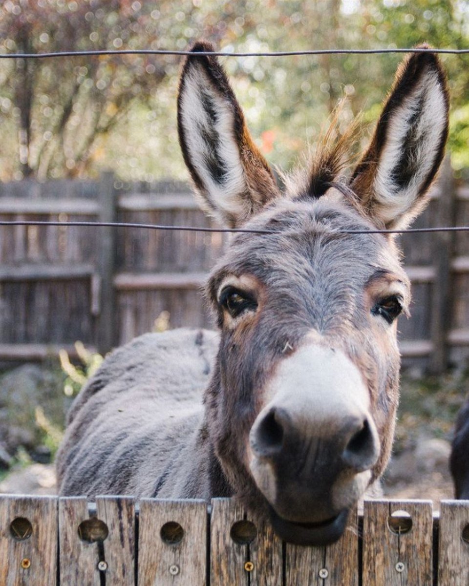 Fancy, one of our resident miniature donkeys, just wanted to pop into your feed today and say hello. #MinatureDonkey #Donkey #ClineFamilyCellars