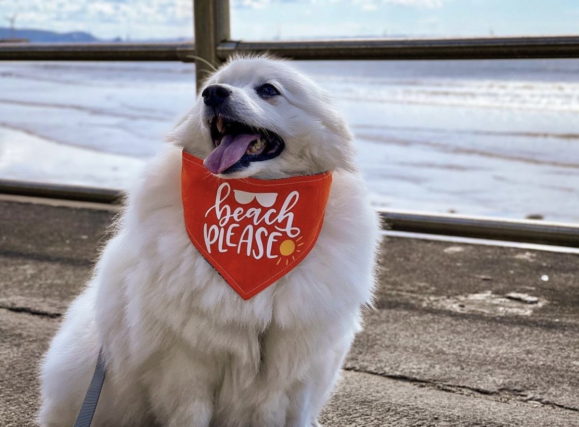 Our friends, Bosco and Izumi know all too well...

Happiness is a day at the beach! 🌊

Albie and Mabel wholeheartedly agree! 💙

#dogsinbandanas #dogsoftheuk