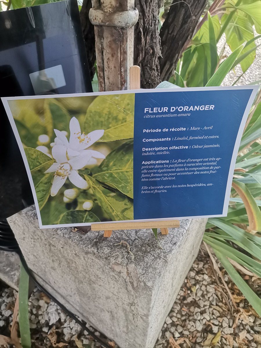 Nice_Matin Eco tweet media