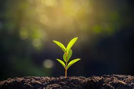 amaniburton3's tweet photo. Climate Change is real. We need more trees that can help us to fight against Climate Change Crisis. Plant More Trees 🌱✊. #trees  #ActNow 
@AaravSeth_ @endelstamberg @rhosking252 @ShikhaSeth17 @KambojAnanya  @Greenisamissio1 @worldgreendlp @EnviShield 

#SaveForests 🌱🌳🌴🌲🌿🤝 https://t.co/tvf7vwuQyw