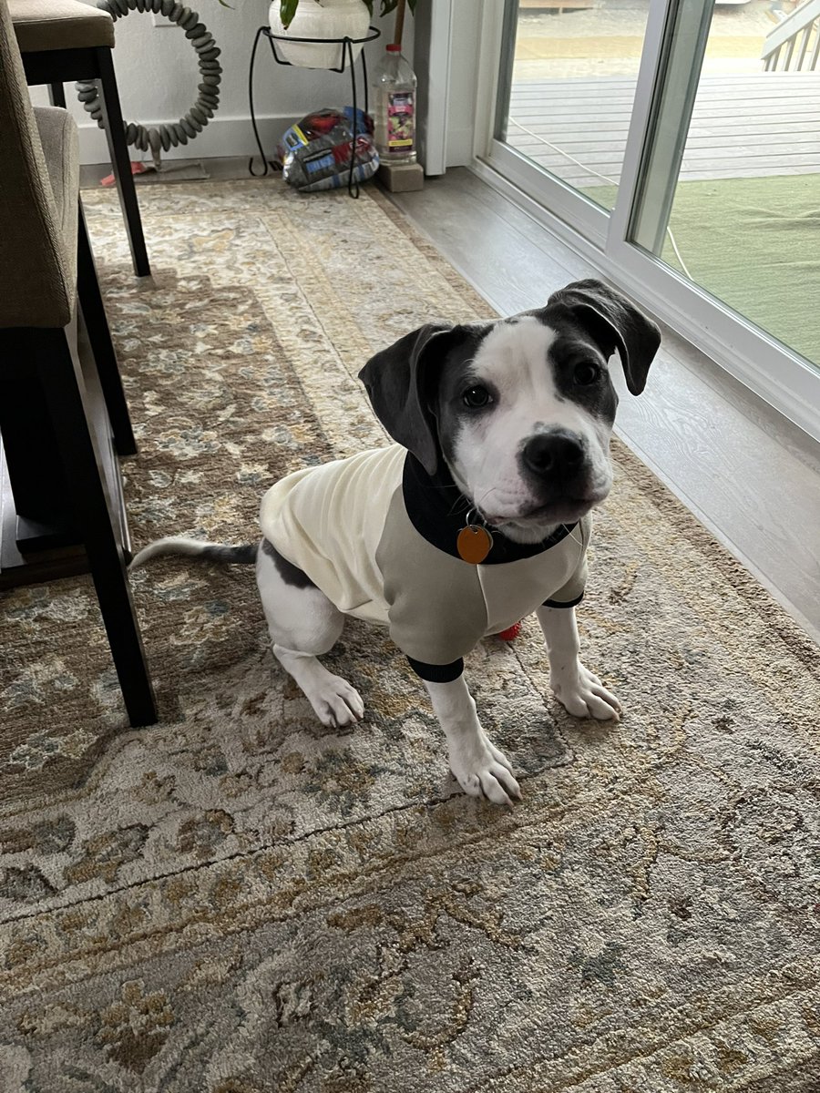SandiGregston's tweet photo. @dog_rates @MichaelaOutzen @Trupanion My granddaughter is perfect 😍 @gregy_e https://t.co/1MITxHjLQW