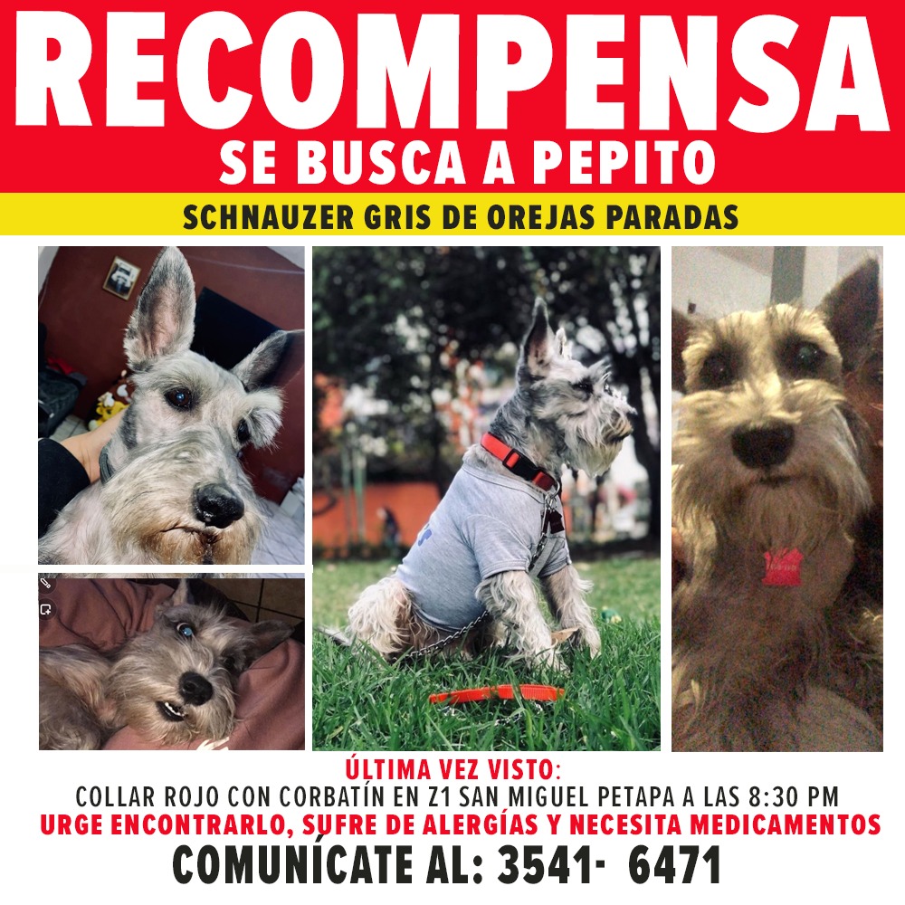 #ServicioPerruno desapareció😭 si alguien lo ha visto favor comunicarse al número que aparece abajo. Ayúdanos compartiendo la información.
#ArcaDeNoé #ShopForPets