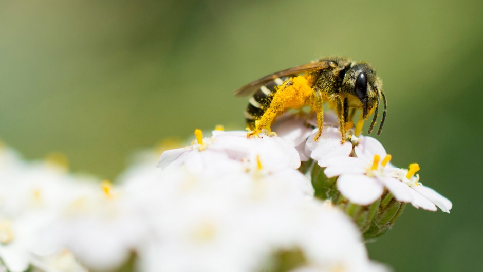 Pollinators's tweet photo. FREE in-person workshops for farmers, ranchers, agricultural producers and crop and pesticide advisors are now open for registration across the Midwest! The first workshop will be held in Gibson City, Illinois this Thursday September 1st. Register at https://t.co/2CCJQSFEPi. https://t.co/MaKVLUV4nJ
