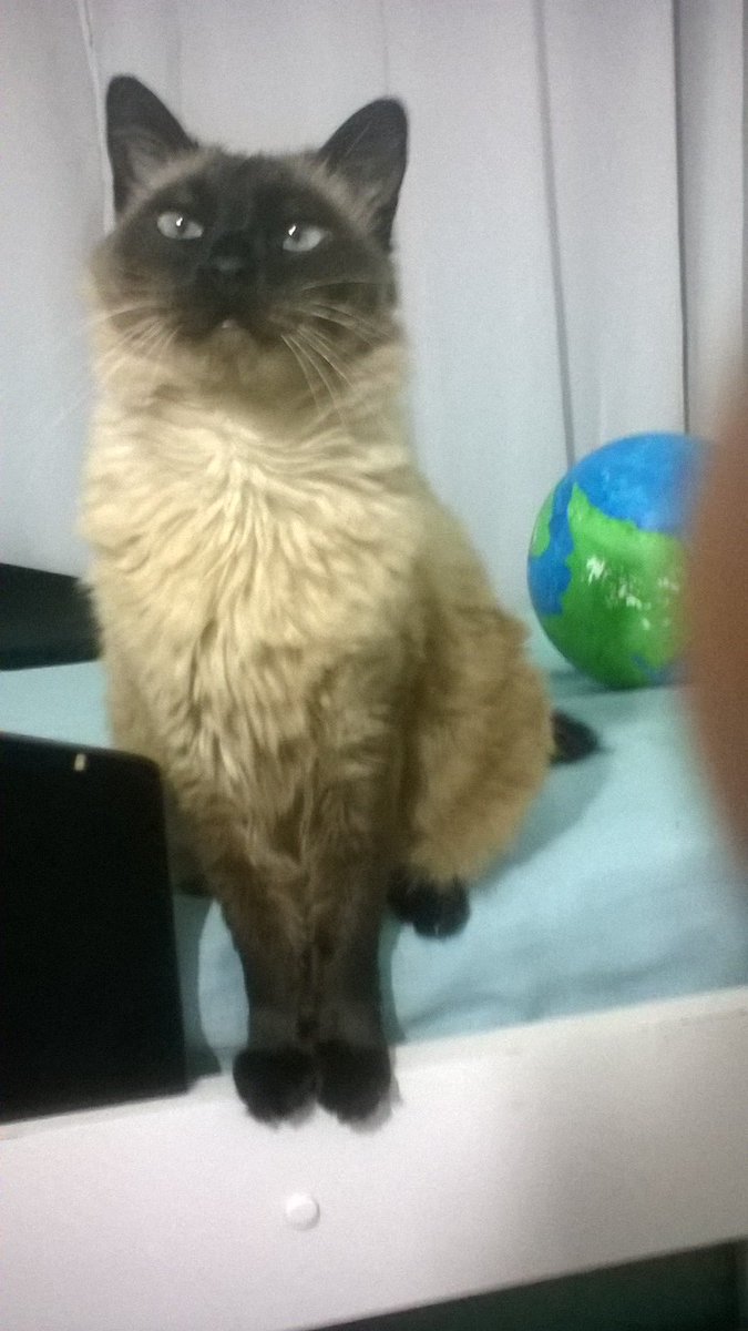 @Univerussoehco Ela, só que faz ela como se estivesse sentada encima do mundo toda com cara smug, ia ficar daora.