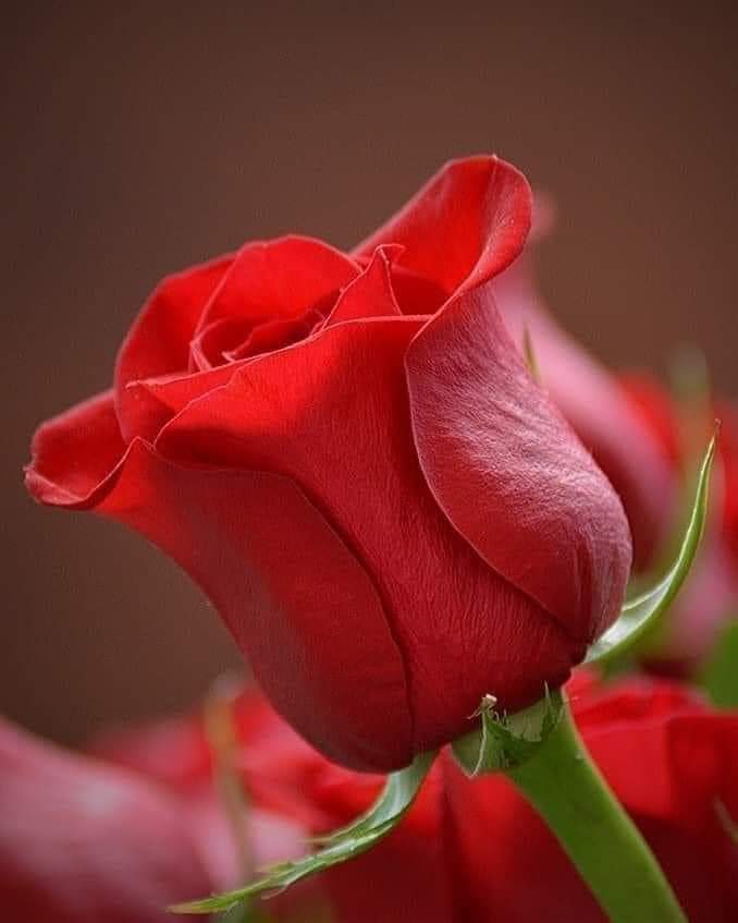 sobhey_amer's tweet photo. اللهُم فرج عنا أُموراً ضَاقت بها صُدورنا وعجزت بها حيلتنا وقلّ بها صَبرنا اللهُم أَسعِد قلوبنا بما أنتَ أعْلَمُ بِهِ مِنّا اللهُم اجْعَل مانُريدُه في حياتِنا قريباً لِناظِرنَا جابراً لخواطِرنَا اللهُم أسْعدنَا سعادتين الدّنْيا بِخيرِها والجنّةِ بِنعيمها. https://t.co/3RTRabR4k9