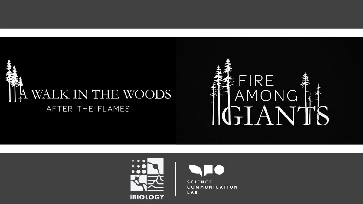 scicommlab's tweet photo. Our documentary, A Walk in the Woods, captured the aftermath of the Big Basin Redwoods State Park wildfire. Tomorrow, we go #BacktoBigBasin to document its recovery in our new short film, Fire Among Giants.
@exploratorium #SeeingScience #scicomm
https://t.co/RK5fHsoepx https://t.co/d1mbuJrYkY