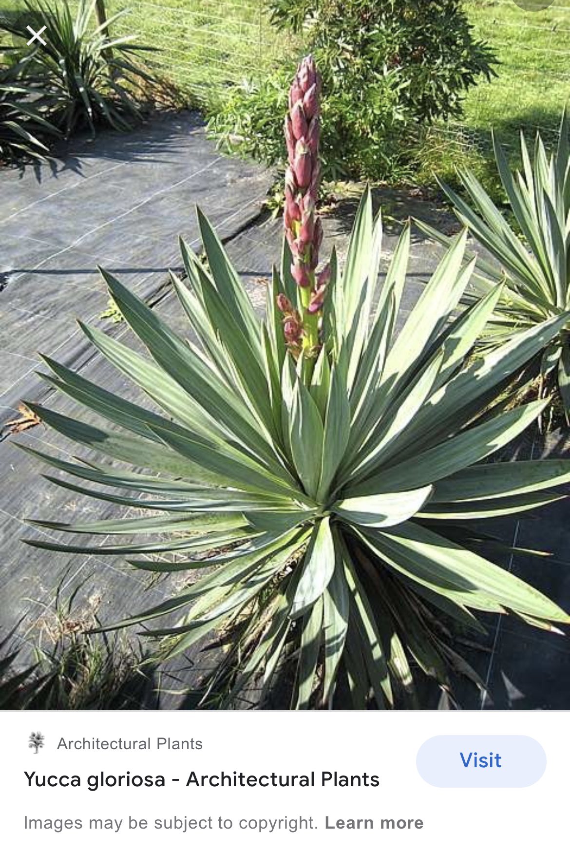 Юкка славная (Yucca Gloriosa)