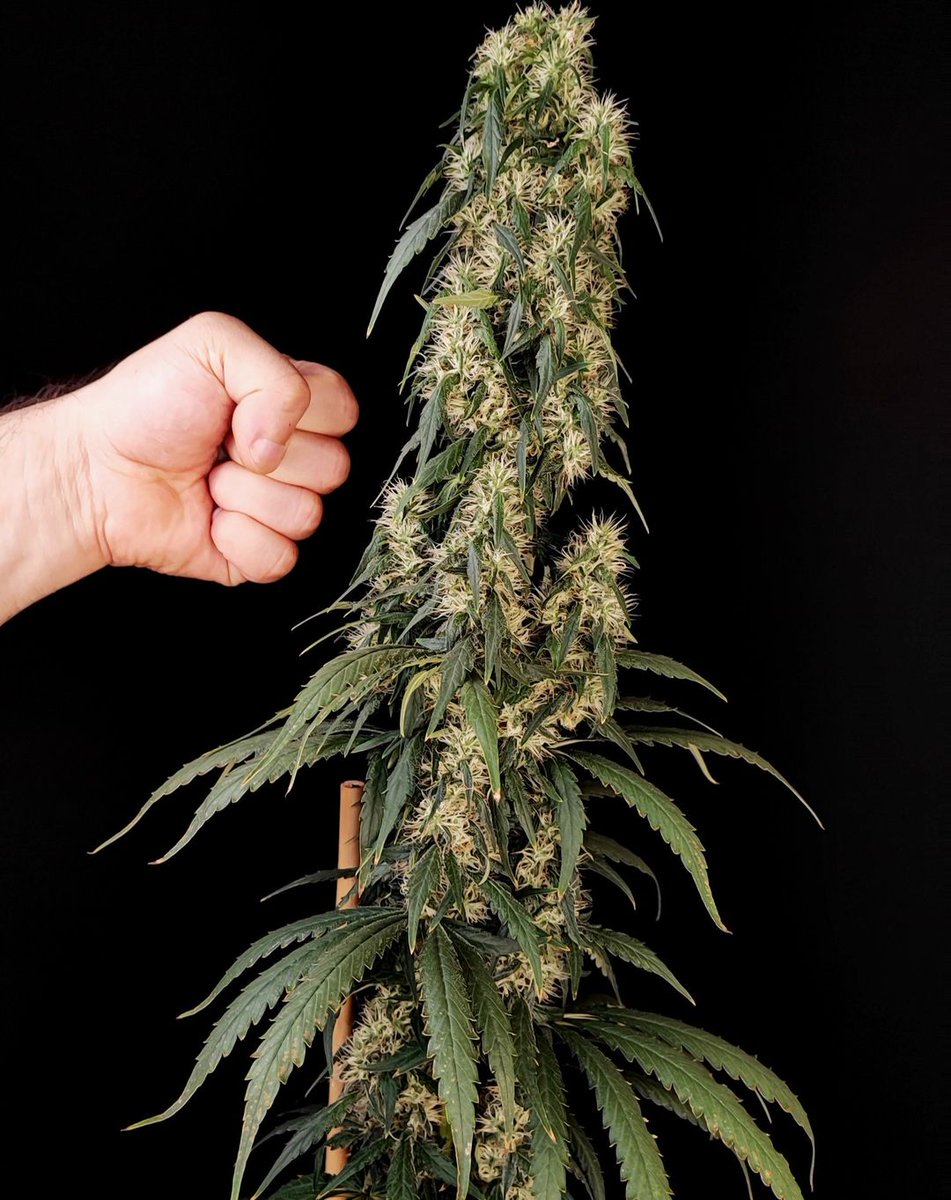 Amnesiac week 4 of flowering🌻 
📸:@zurbanpoisonia