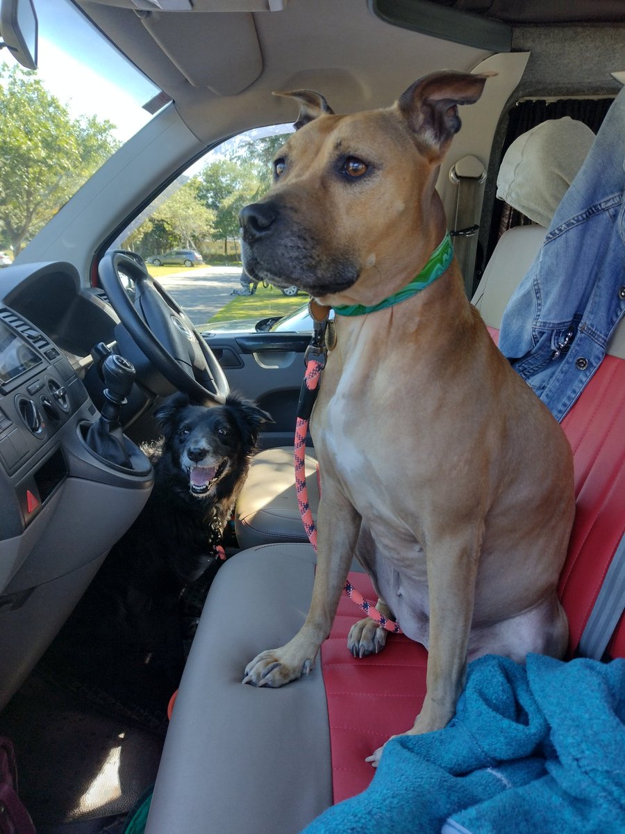 MimtheOT's tweet photo. @dog_rates Our beautiful girl Alaska, rescued from @Battersea_ keeping watch over our campervan. Our other rescue Nellie is taking a break from driving.... 😂 #rescueisbest #batterseadog https://t.co/dO1L7X1If2