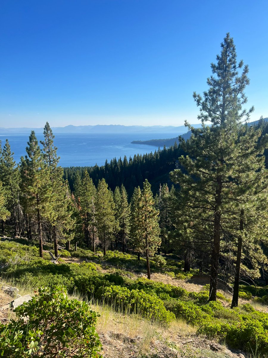 Valerotti's tweet photo. Good morning ☀️! 
How’s your Monday looking?! ☕️☕️☕️ #LakeTahoe #Incline #InclineVillage #MM #MondayMotivation #RiseAndShine #GM #GoodMorning #AlmostLunchTime https://t.co/DDSiSCLcc9