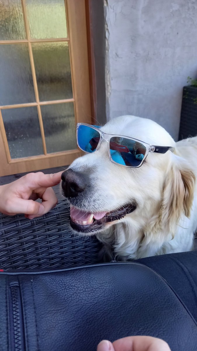 chaydapersonal's tweet photo. @Twarda8 I'm doing great. Have this doggo and get well soon! 😁 https://t.co/bldPrpXYLi