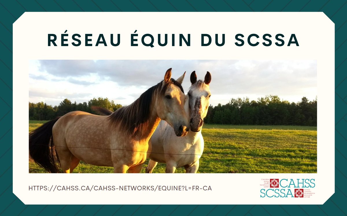 CahssCanada's tweet photo. (1/4) Au #Canada, des organisations dans l’industrie #équine travaillent en étroite collaboration avec des partenaires tels que le #SCSSA, les organismes de santé #animale régionaux, les gouvernements, les universités, les #vétérinaires, les laboratoires et autres. https://t.co/LI35GVJFv1