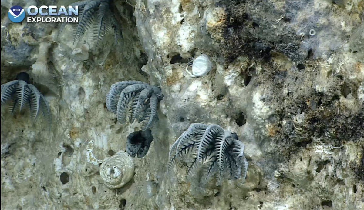 echinoblog's tweet photo. Lovely array of Holopus, 401 m #crinoidweek Lang Bank, Puerto Rico #okeanos #echinoday https://t.co/z1gPTOLI7g