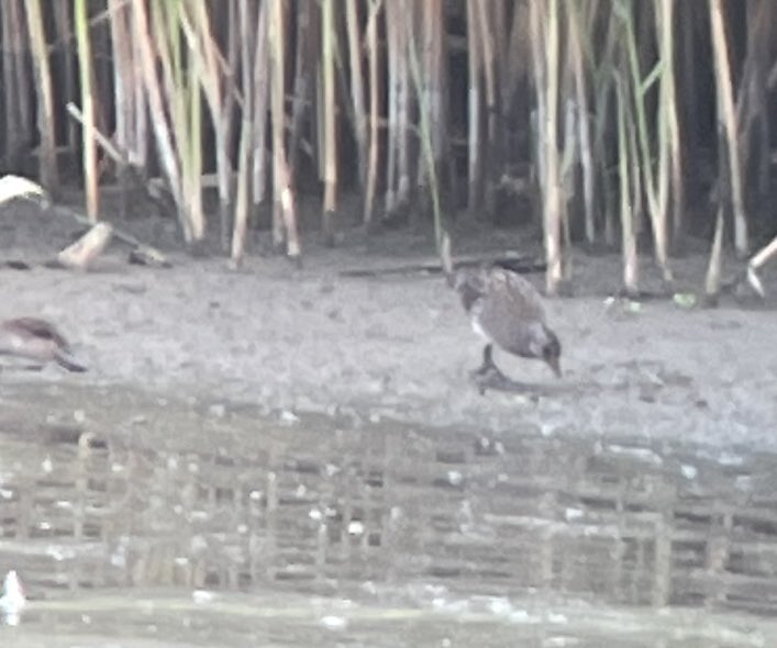 brian_barett's tweet photo. Busy day out birding.  Grabbed my 350th Uk species with this greater sand plover. Mopped up dipper and red grouse for the year list.  Bonus spotted crake too. Only my second sighting of this species distant but good to study. https://t.co/Zu340K0ZdC