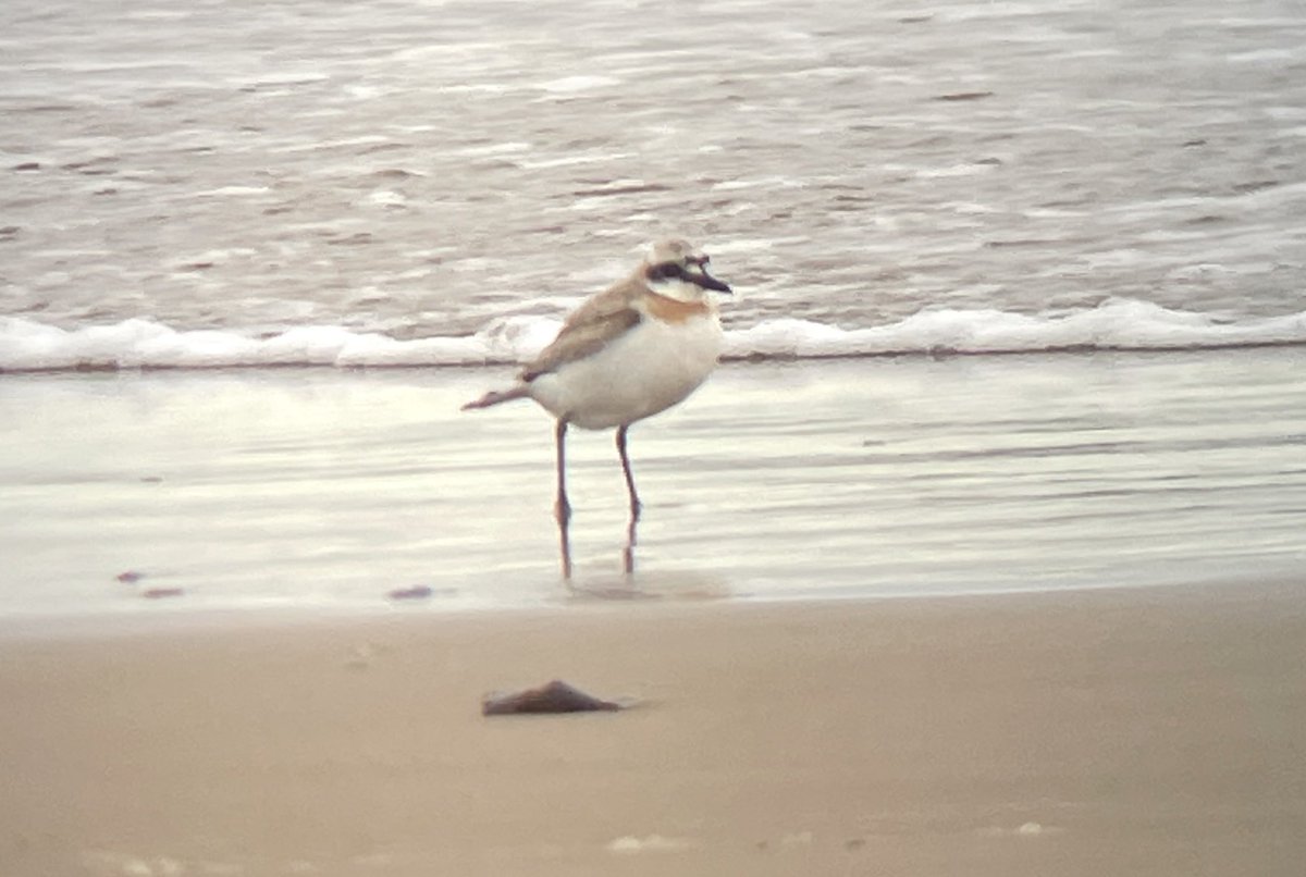 brian_barett's tweet photo. Busy day out birding.  Grabbed my 350th Uk species with this greater sand plover. Mopped up dipper and red grouse for the year list.  Bonus spotted crake too. Only my second sighting of this species distant but good to study. https://t.co/Zu340K0ZdC