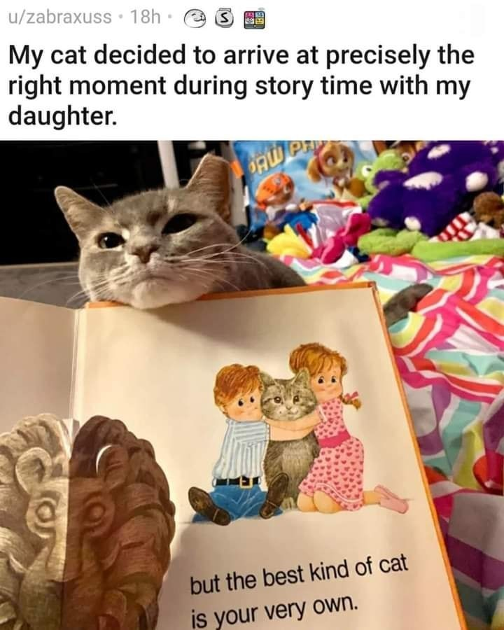 WholesomeMeme's tweet image. 