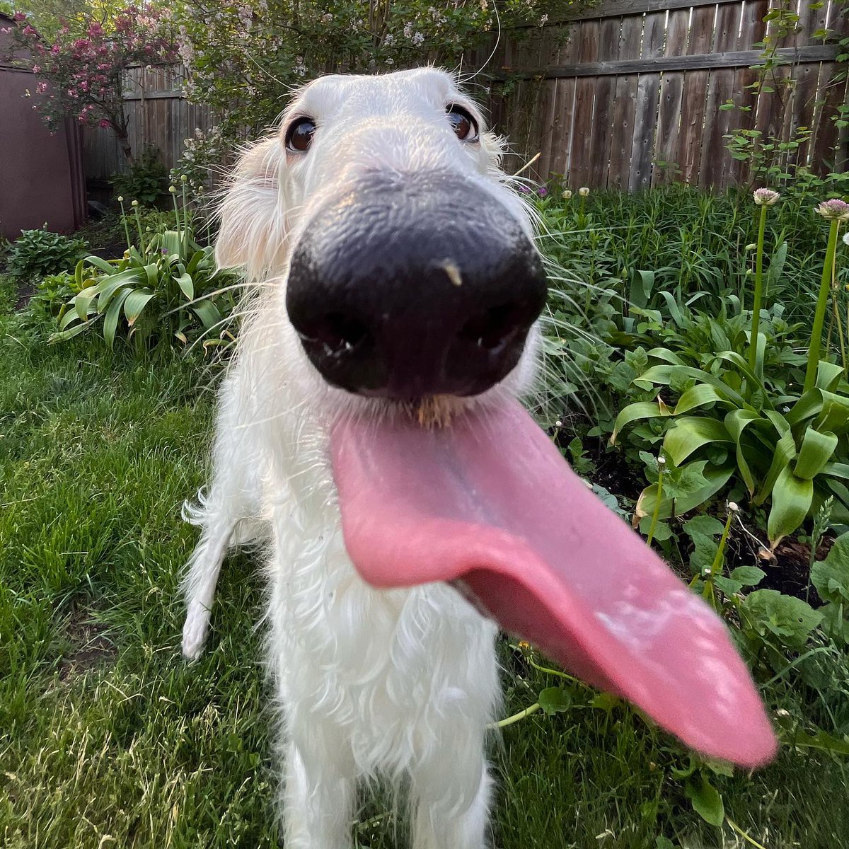 ThaKidKY0_'s tweet photo. @OnTheDownLoTho #TeamLick
This is me before i lick the ice cream https://t.co/03tsPg3K58