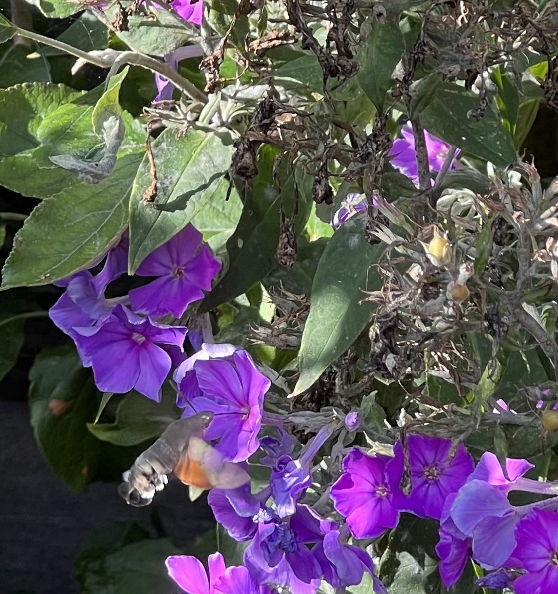 Kolibrievlinder, gewoon in de achtertuin. Word ik blij van. #hilversum