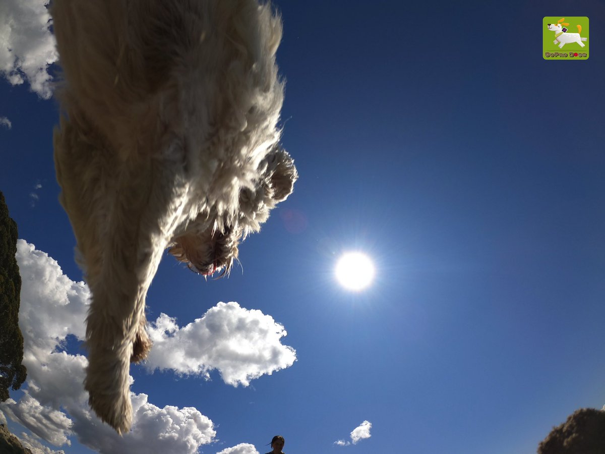 GoProCharlie1's tweet image. GoPro Charlie sez from the time momz buried the #GoPro in the sand! 🐶😂📸😂🐶 #goprodogs #goprocharlie #dogcelebration #landofdogs #dogsoftwitter 🐶😂📸😂😎