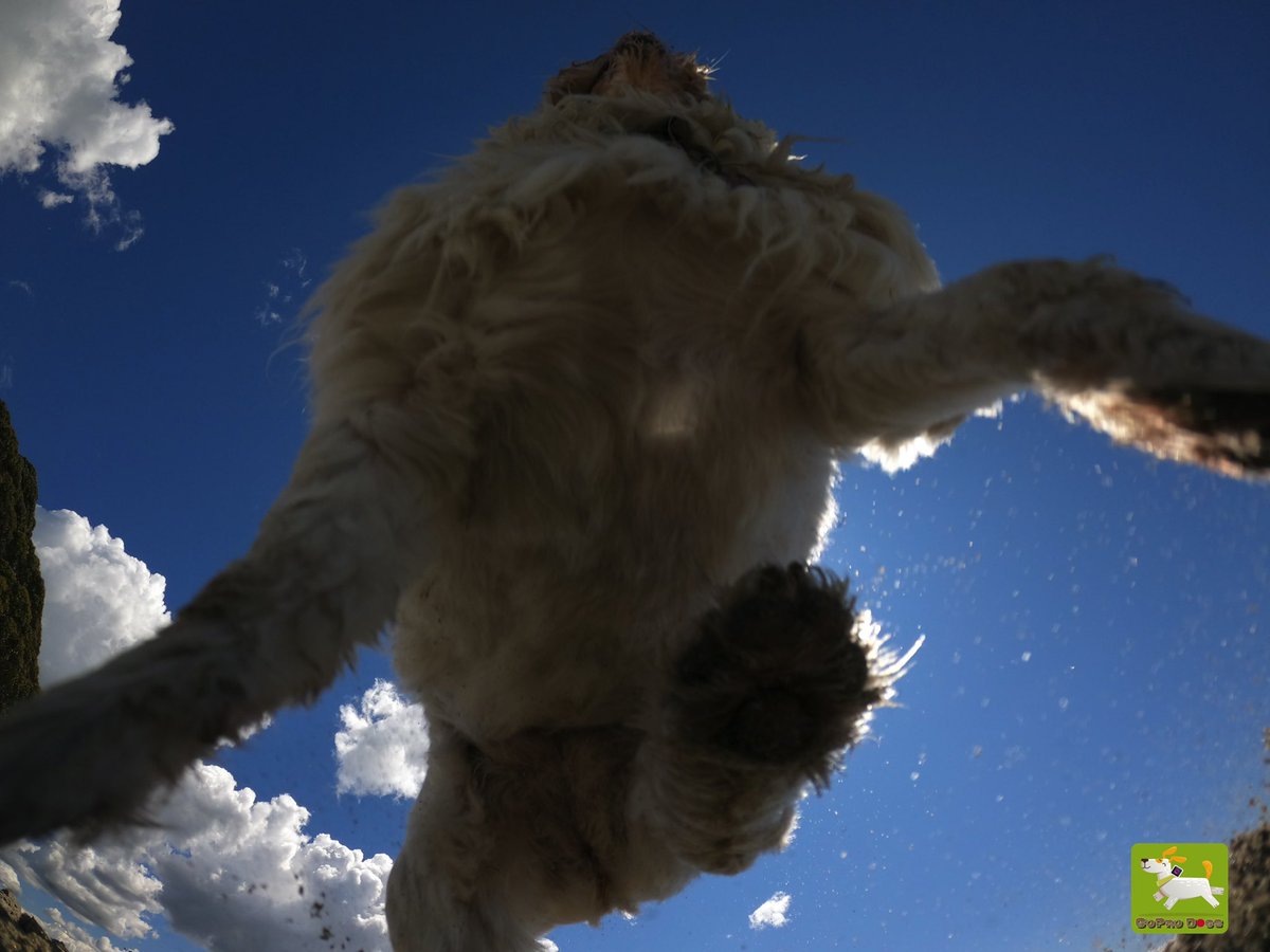 GoProCharlie1's tweet image. GoPro Charlie sez from the time momz buried the #GoPro in the sand! 🐶😂📸😂🐶 #goprodogs #goprocharlie #dogcelebration #landofdogs #dogsoftwitter 🐶😂📸😂😎