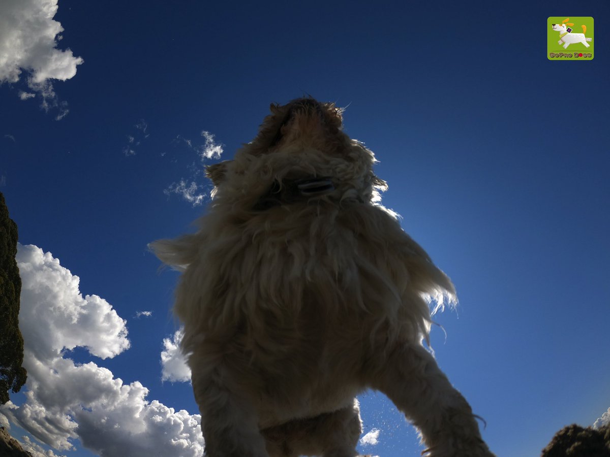 GoProCharlie1's tweet image. GoPro Charlie sez from the time momz buried the #GoPro in the sand! 🐶😂📸😂🐶 #goprodogs #goprocharlie #dogcelebration #landofdogs #dogsoftwitter 🐶😂📸😂😎