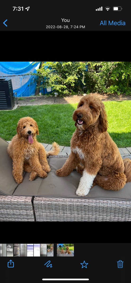 TeslaMOD3L's tweet photo. Gemma Rose and Bella relaxing after an afternoon of playing https://t.co/Hld1hvouuu