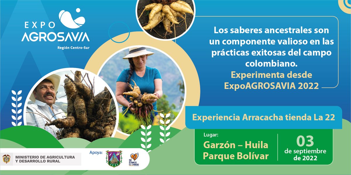 SomosAGROSAVIA's tweet photo. Sabías que hay sitios donde la arracacha se conoce como apio criollo o zanahoria blanca... Otra razón más para acompañarnos en #ExpoAGROSAVIA2022 #AlParque
Este sábado 3 de septiembre en el Parque Bolívar de Garzón, Huila
*Entrada libre https://t.co/bIfu2i1yXs