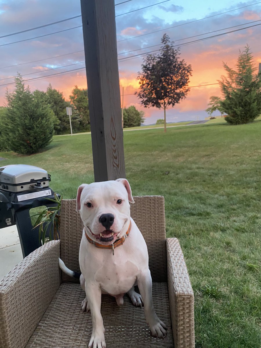 breeezymac's tweet photo. @dog_rates @Trupanion https://t.co/piNV7Ur4U4