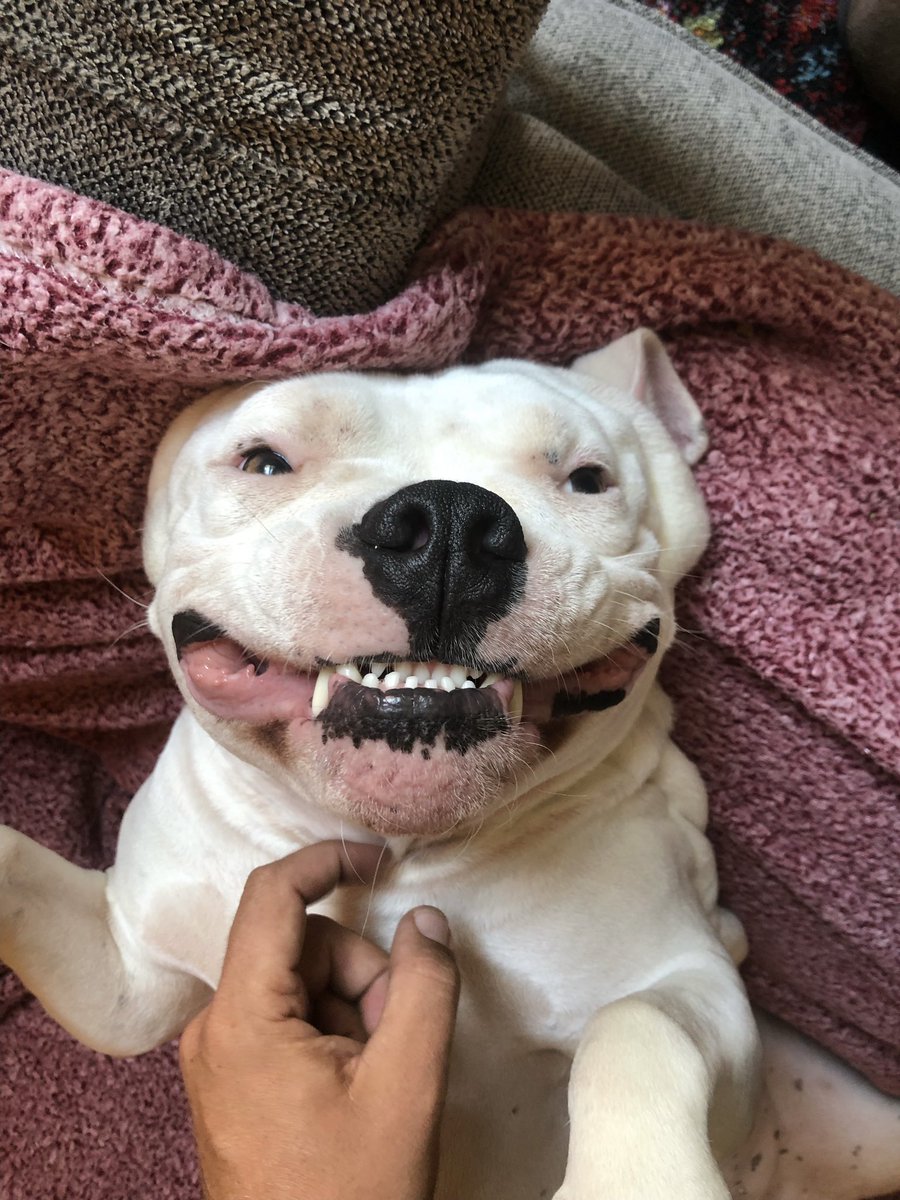 breeezymac's tweet photo. @dog_rates @Trupanion https://t.co/piNV7Ur4U4