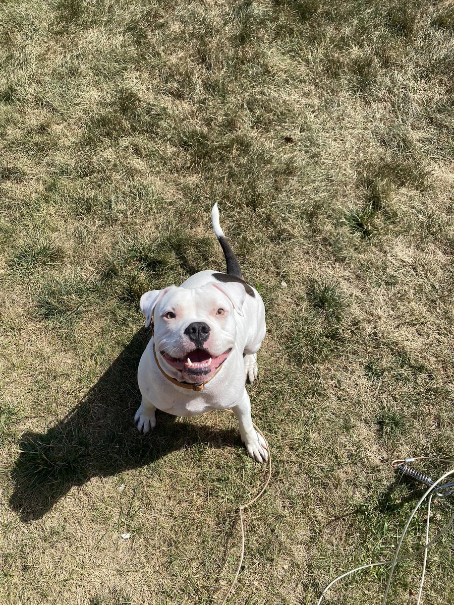 breeezymac's tweet photo. @dog_rates @Trupanion https://t.co/piNV7Ur4U4