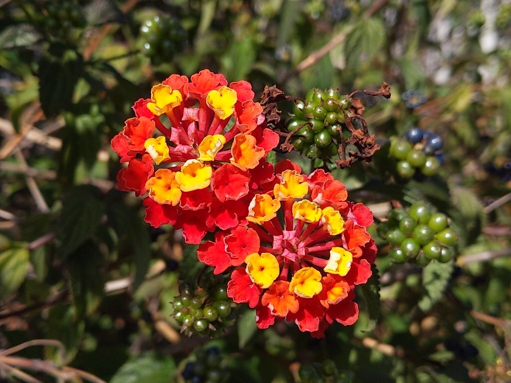  Jef  Poskanzer  tweet media