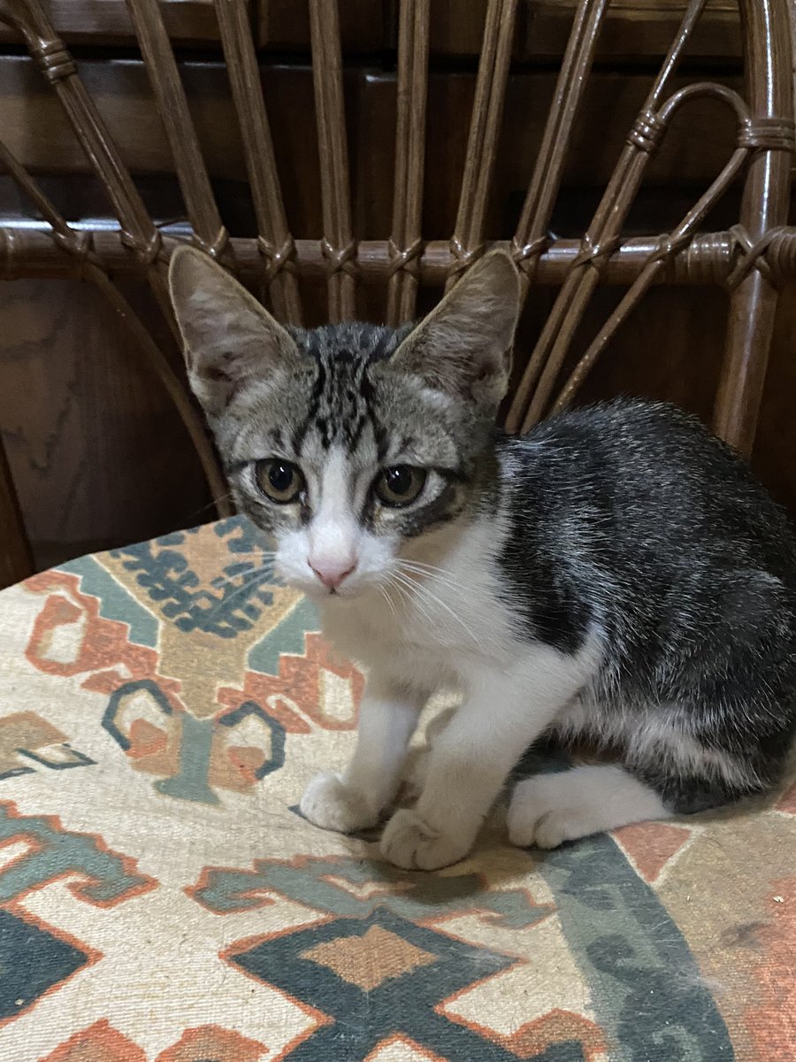 ChikiiRuiz's tweet photo. Se regalan gatitos de 4 meses, son muy cariñosos y juguetones. 
Hay ocho gatitos.
Para cualquier cosa o para más información Md.
Compartid por favor 🥹 https://t.co/Nx6lljMJsc