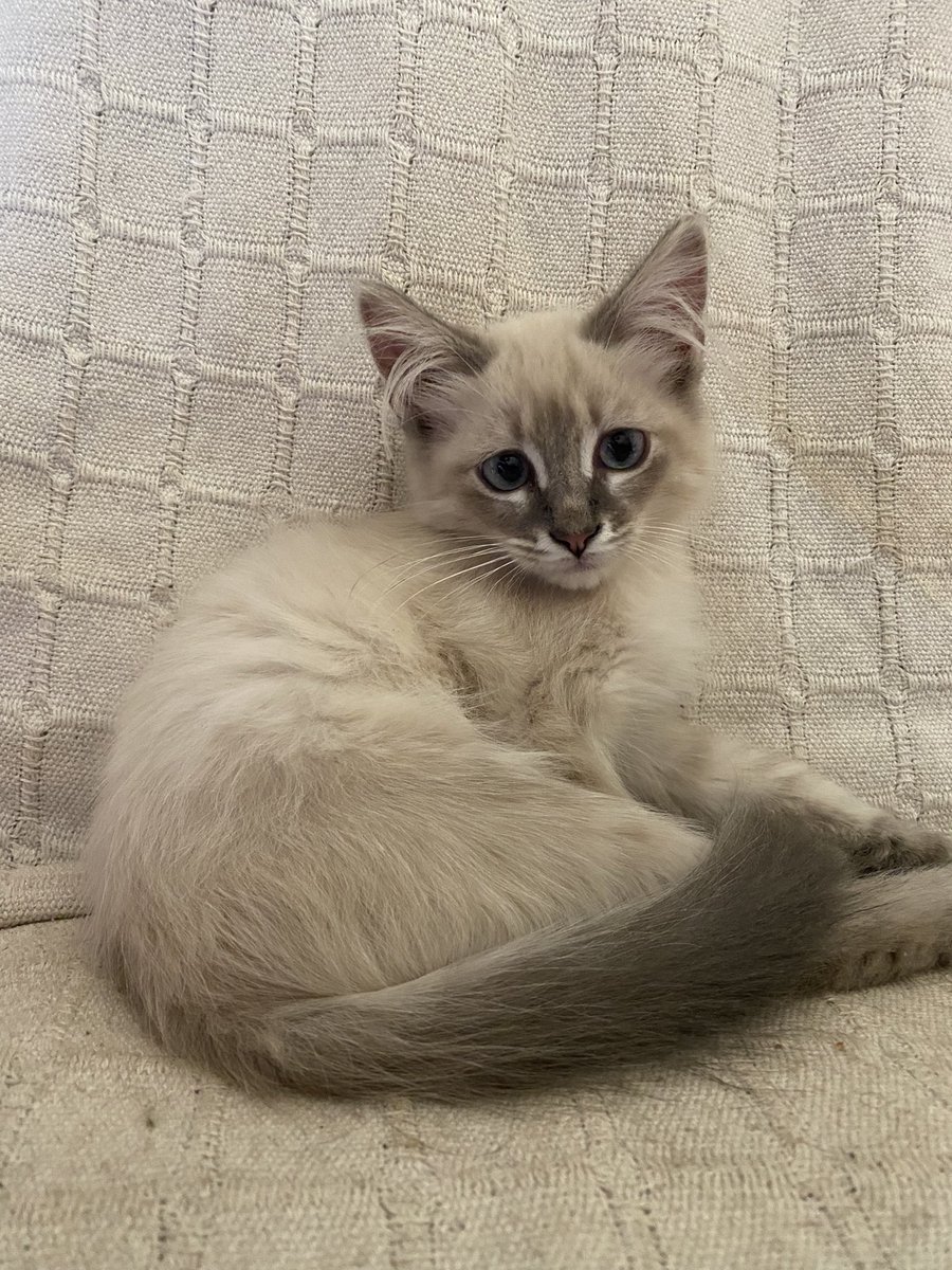 ChikiiRuiz's tweet photo. Se regalan gatitos de 4 meses, son muy cariñosos y juguetones. 
Hay ocho gatitos.
Para cualquier cosa o para más información Md.
Compartid por favor 🥹 https://t.co/Nx6lljMJsc