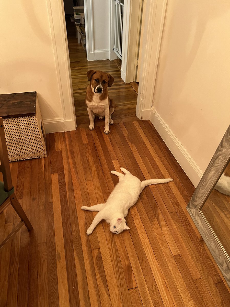 AllThatAnalysis's tweet photo. @dog_rates @Trupanion https://t.co/u2EgOBw2Pw