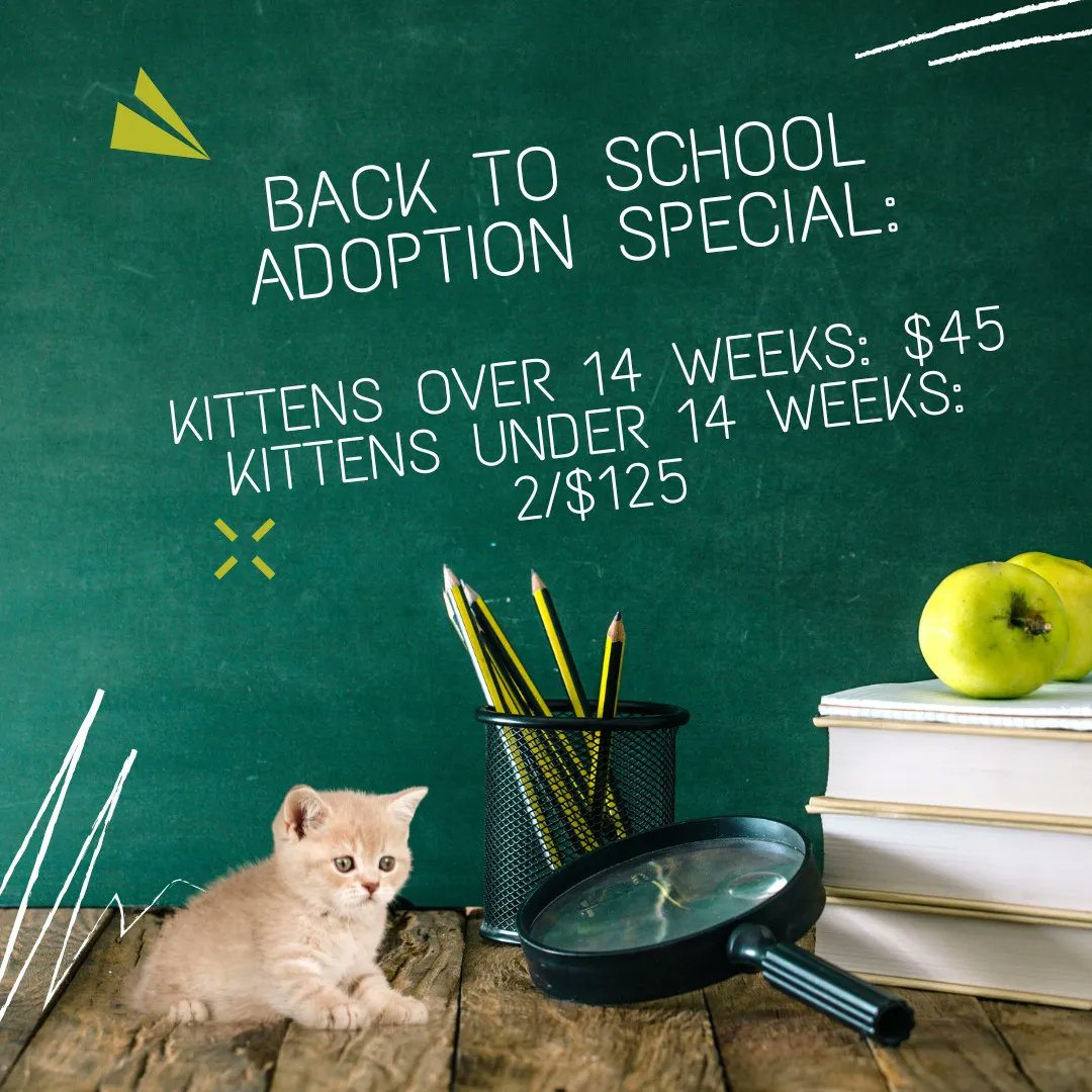 pa_pals's tweet photo. Back to school #kitten #adoption special! All kittens over 14 weeks have a $45 adoption fee! Kittens under 14 weeks are 2/$125.
Apply at https://t.co/hkTD8e3NL0!
#adoptme #cutecat #cutecats #kittycat #kitten #PALS #palspets #rescue #catrescue #adoptdontshop #cats #catlovers https://t.co/0fbjNI00x4