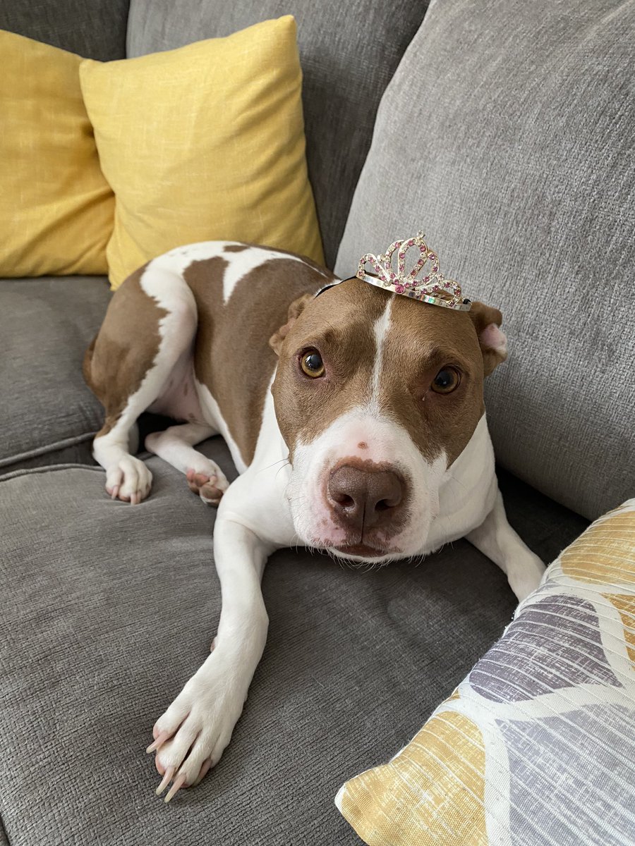 bethstaebell's tweet photo. @dog_rates @Trupanion https://t.co/v9hYn1MTdI