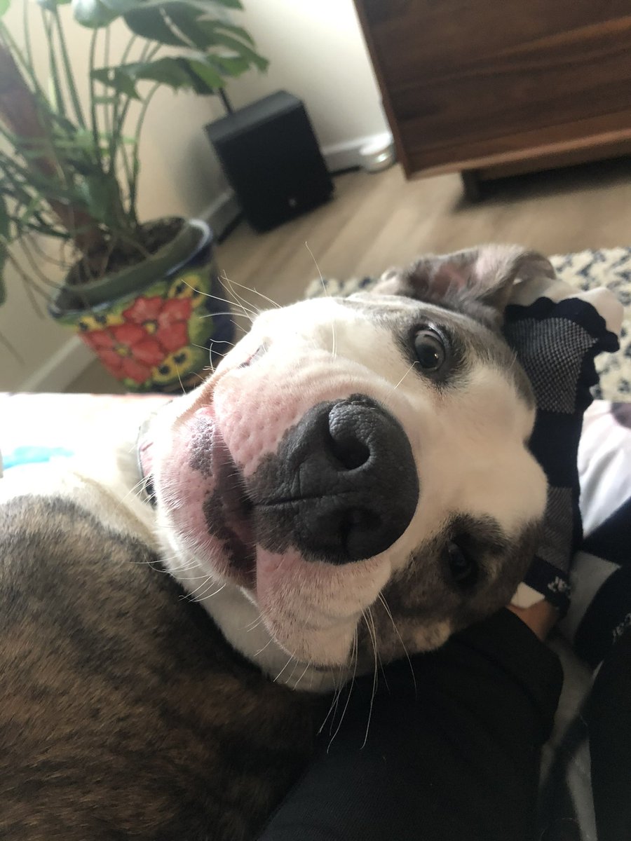 JVTRACEY's tweet photo. @dog_rates @Trupanion https://t.co/vt9CrWtiwe