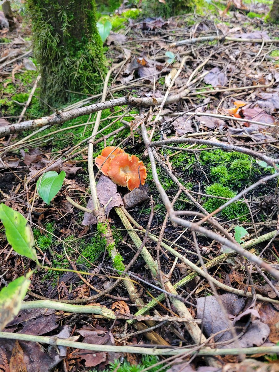 sfourn03's tweet photo. Did not have any fish nibbling but I found plenty of #mushrooms while exploring 🍄 @OntarioParks https://t.co/1deZViggOH