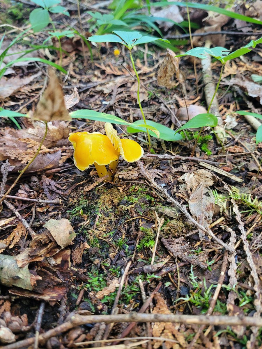 sfourn03's tweet photo. Did not have any fish nibbling but I found plenty of #mushrooms while exploring 🍄 @OntarioParks https://t.co/1deZViggOH
