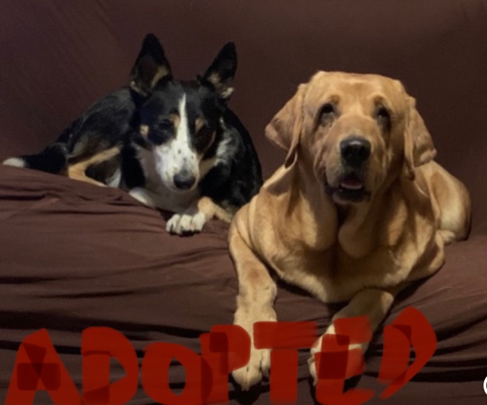 nichababyrne's tweet image. ADOPTION FINALISED! #Welcome2Family #Foster2Adopt @RSPCA_official