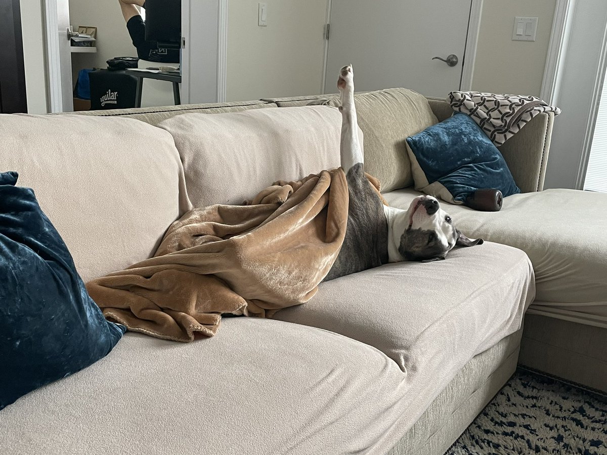 JVTRACEY's tweet photo. @KMKTweetsNow @dog_rates @Trupanion Looks like Jill and my Spunky need to be friends https://t.co/mikiCkBd1y
