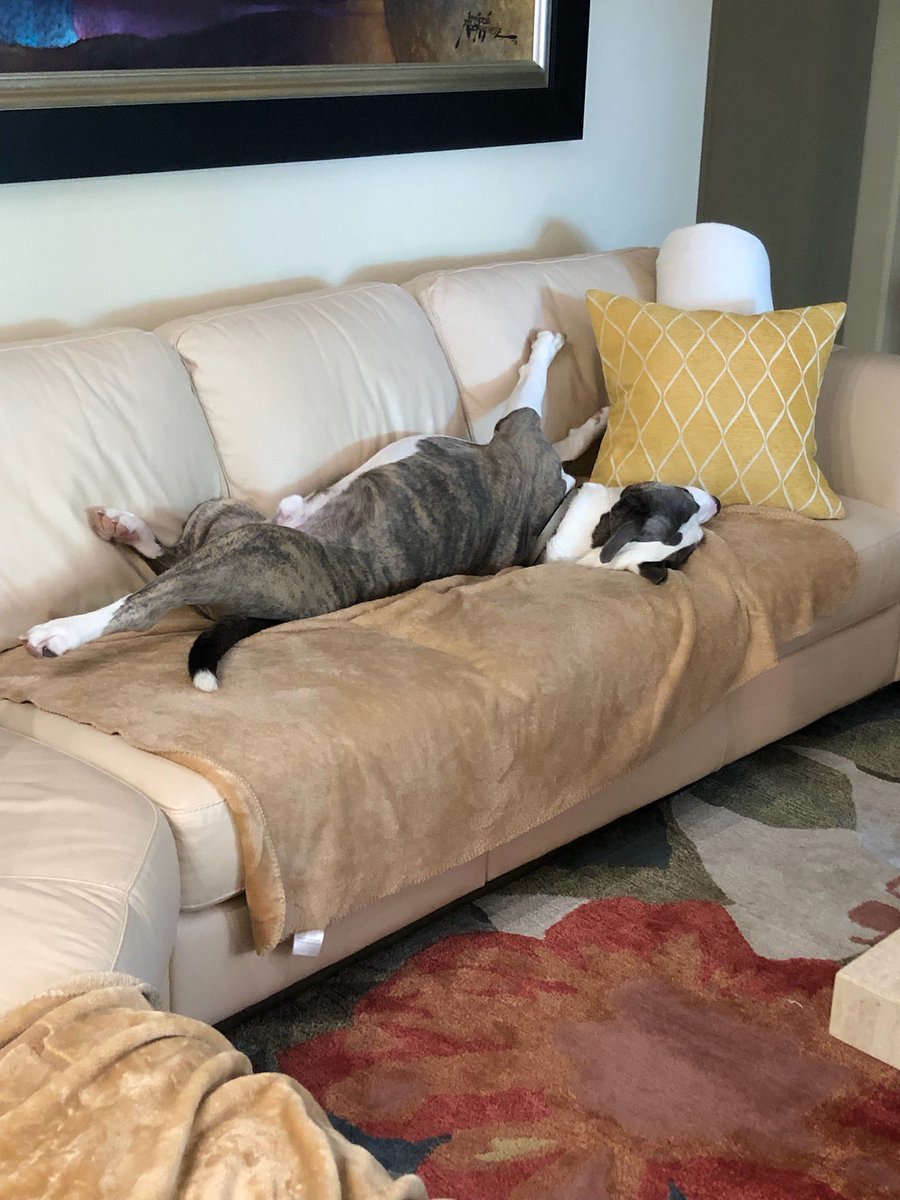 JVTRACEY's tweet photo. @KMKTweetsNow @dog_rates @Trupanion Looks like Jill and my Spunky need to be friends https://t.co/mikiCkBd1y
