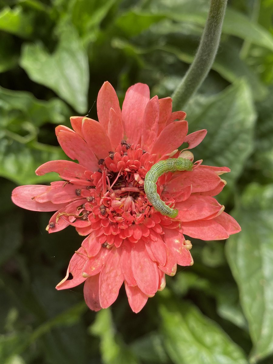 Alliance Sierteelt tweet media