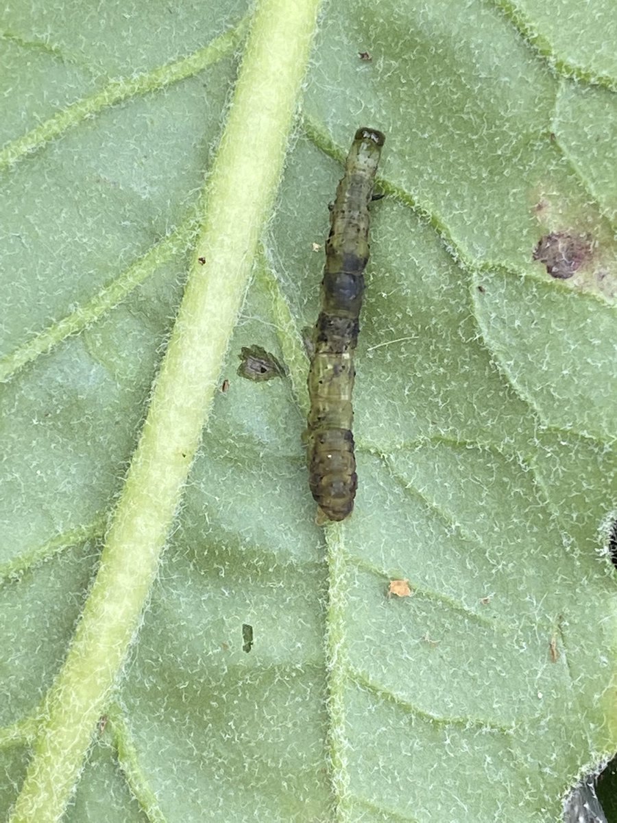 Alliance Sierteelt tweet media