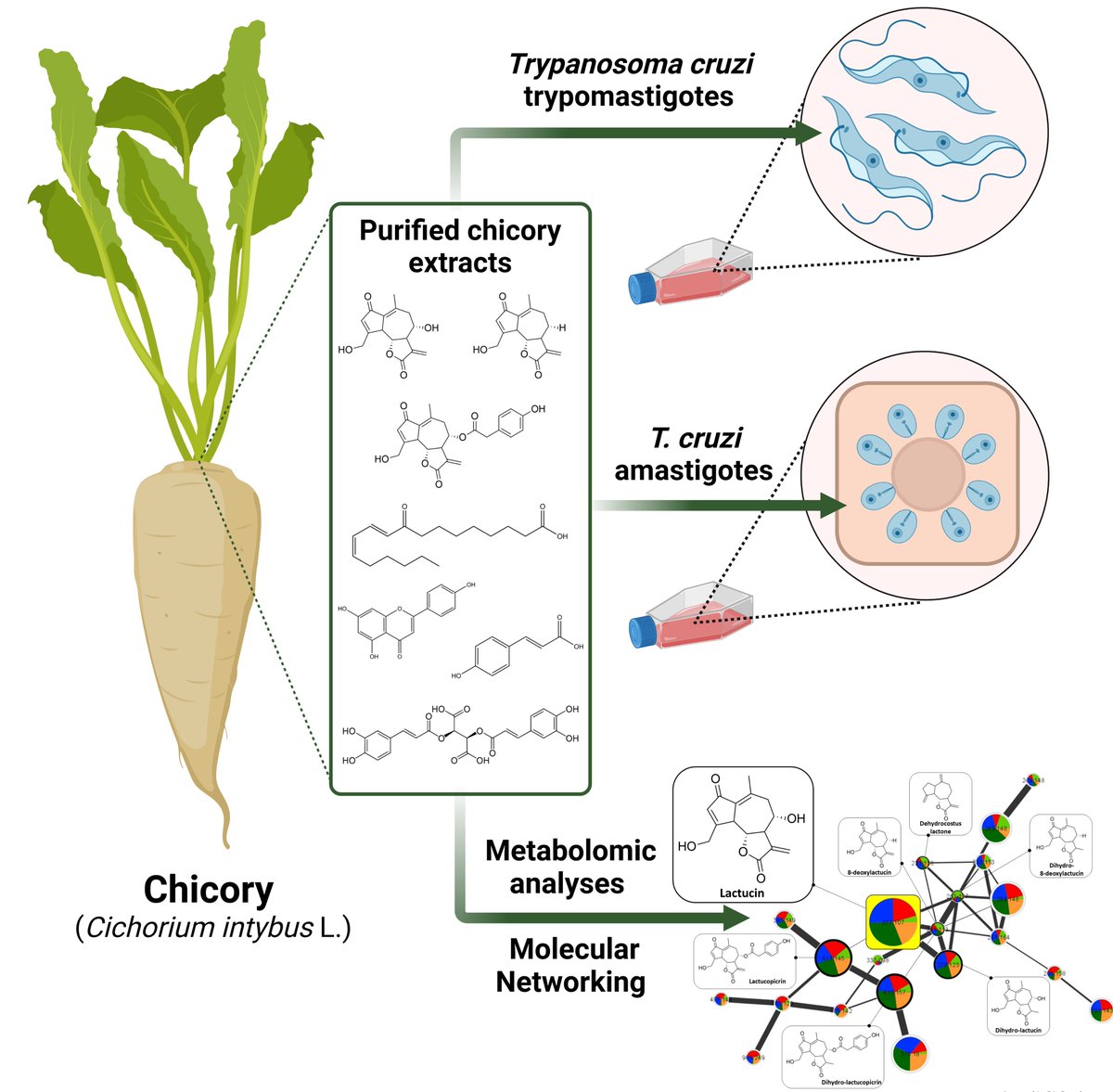 Chicory compounds can induce anti-parasitic effects against neglected human pathogens such as Trypanosoma cruzi, causative agent of Chagas disease - Check out our new paper in #IJPDDR &amp; big congrats to all collaborators! bit.ly/3csg8JS #chagas #parasitology #metabolomics