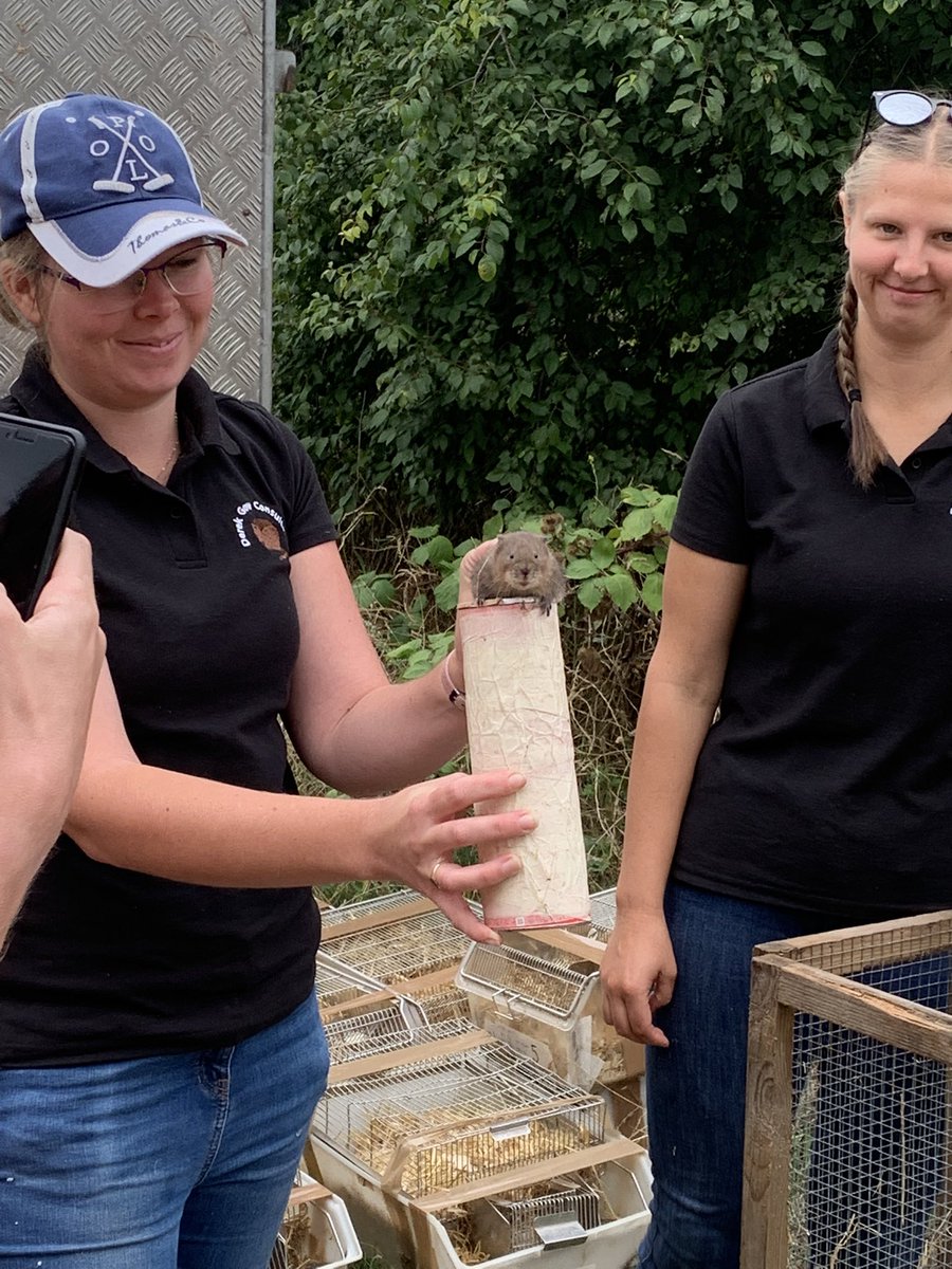 ElliotNewton90's tweet image. Today was one of the proudest days of my life. A day that would not have been possible without the support of 100s of volunteers &amp;amp; years of collaborative work.

As the sun sets this evening, Water Voles will once again be on the Hogsmill!

#Communityconservation  #GetInVOLEd