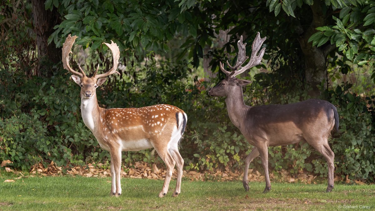 GrahamsPics's tweet image. The Fallow Deer (Dama dama) stags are looking resplendent this afternoon, showing off their palmate antlers as we approach the rutting season in Chertsey .