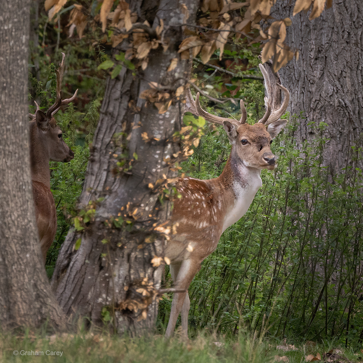 GrahamsPics's tweet image. The Fallow Deer (Dama dama) stags are looking resplendent this afternoon, showing off their palmate antlers as we approach the rutting season in Chertsey .